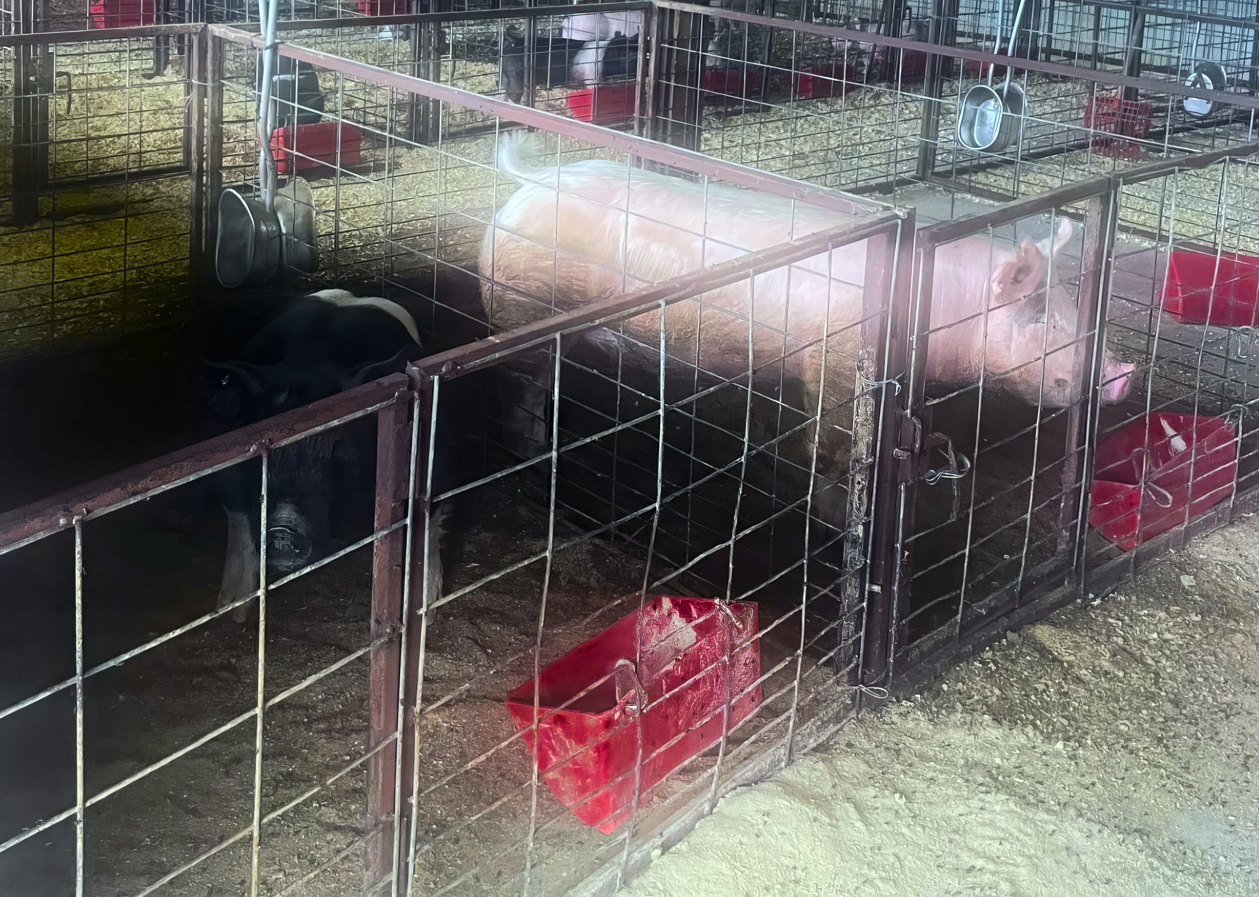 Finished Show Hogs Eating-topaz-enhance-2x.jpg thumbnail